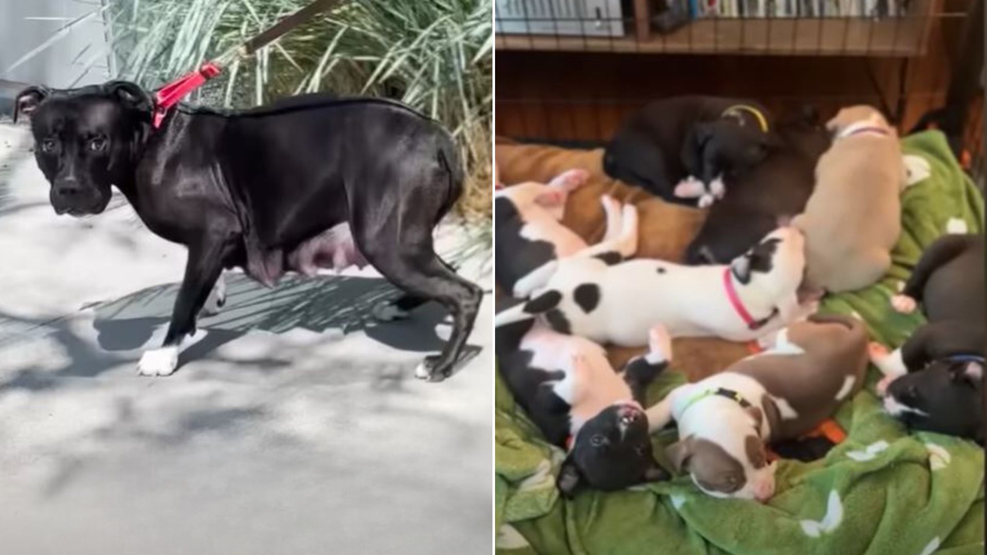 Dog Family Was Desperate For Home But Then Someone Amazing Decided To Foster Them