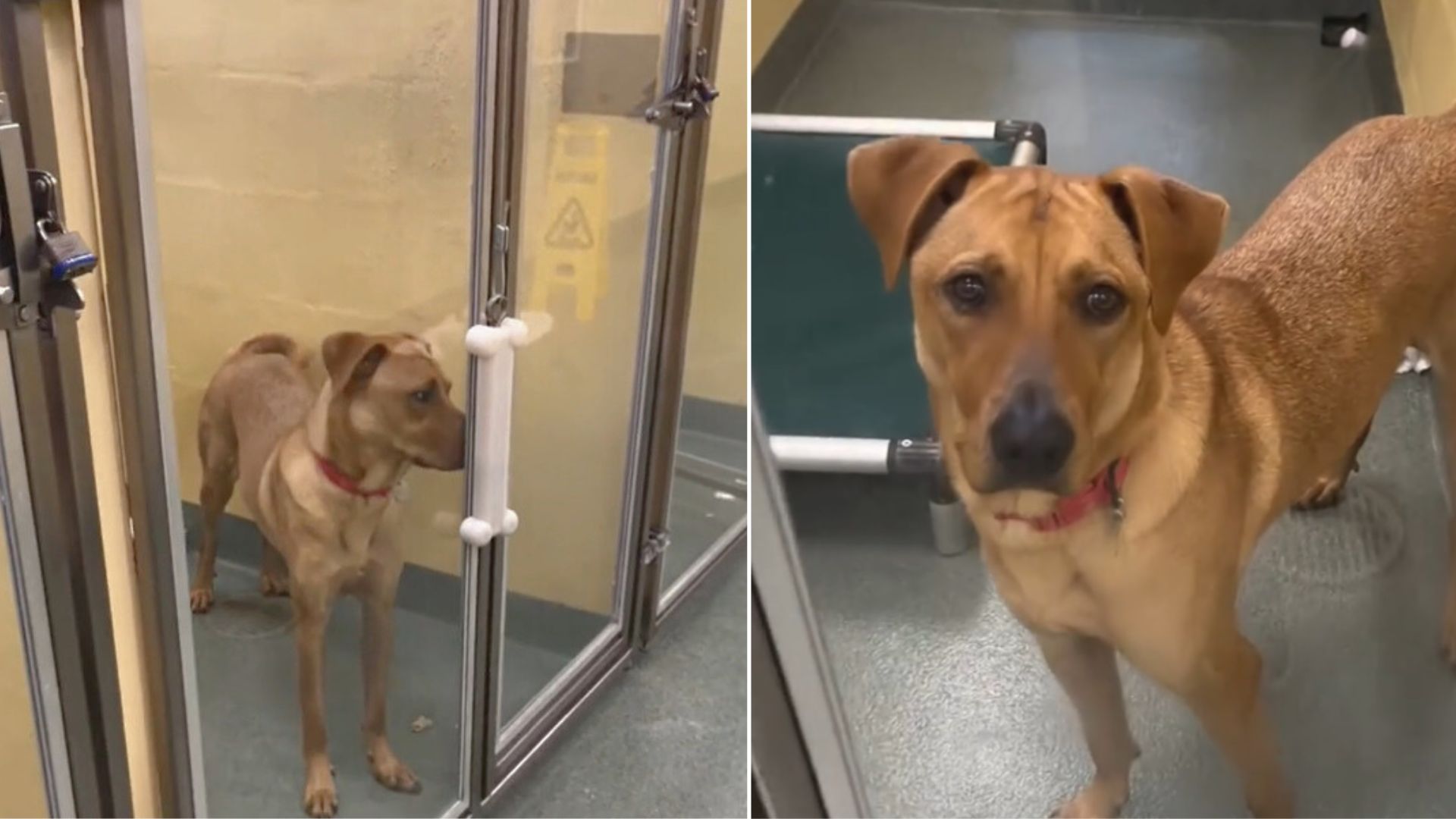 This Sweet Pup Was So Sad After He Was Surrendered To A Shelter For The Third Time