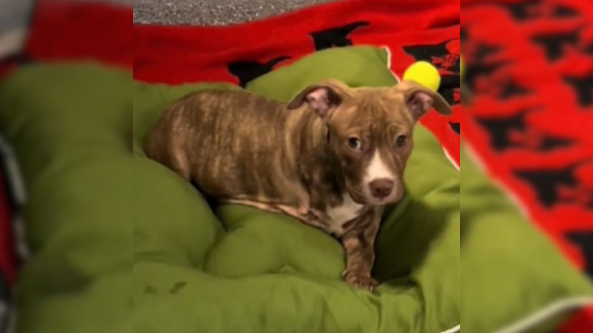 Nobody Wanted To Adopt This 3-Legged Pittie And The Reason Is Really Heartbreaking