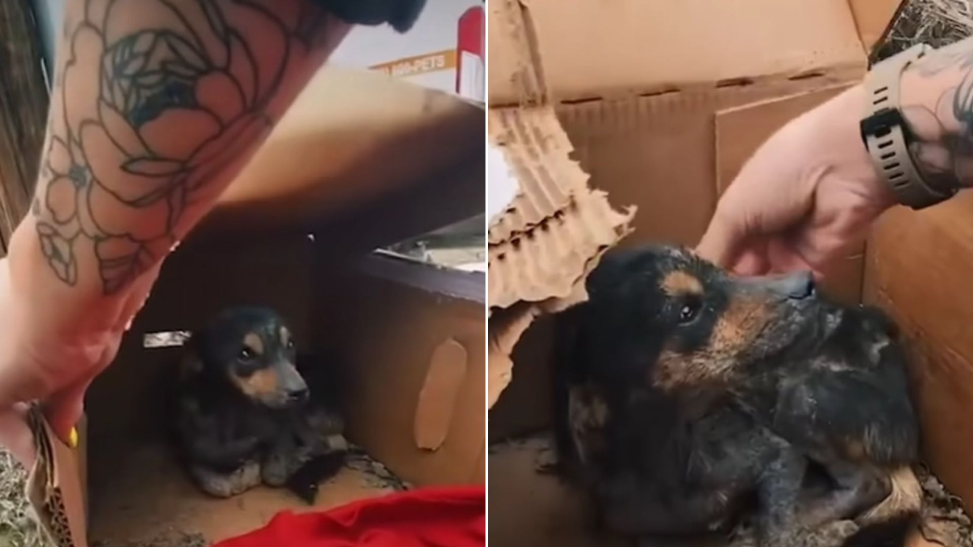 This Pup Was Hiding From The Rain In A Small Box But Then He Met Someone Who Changed His Life