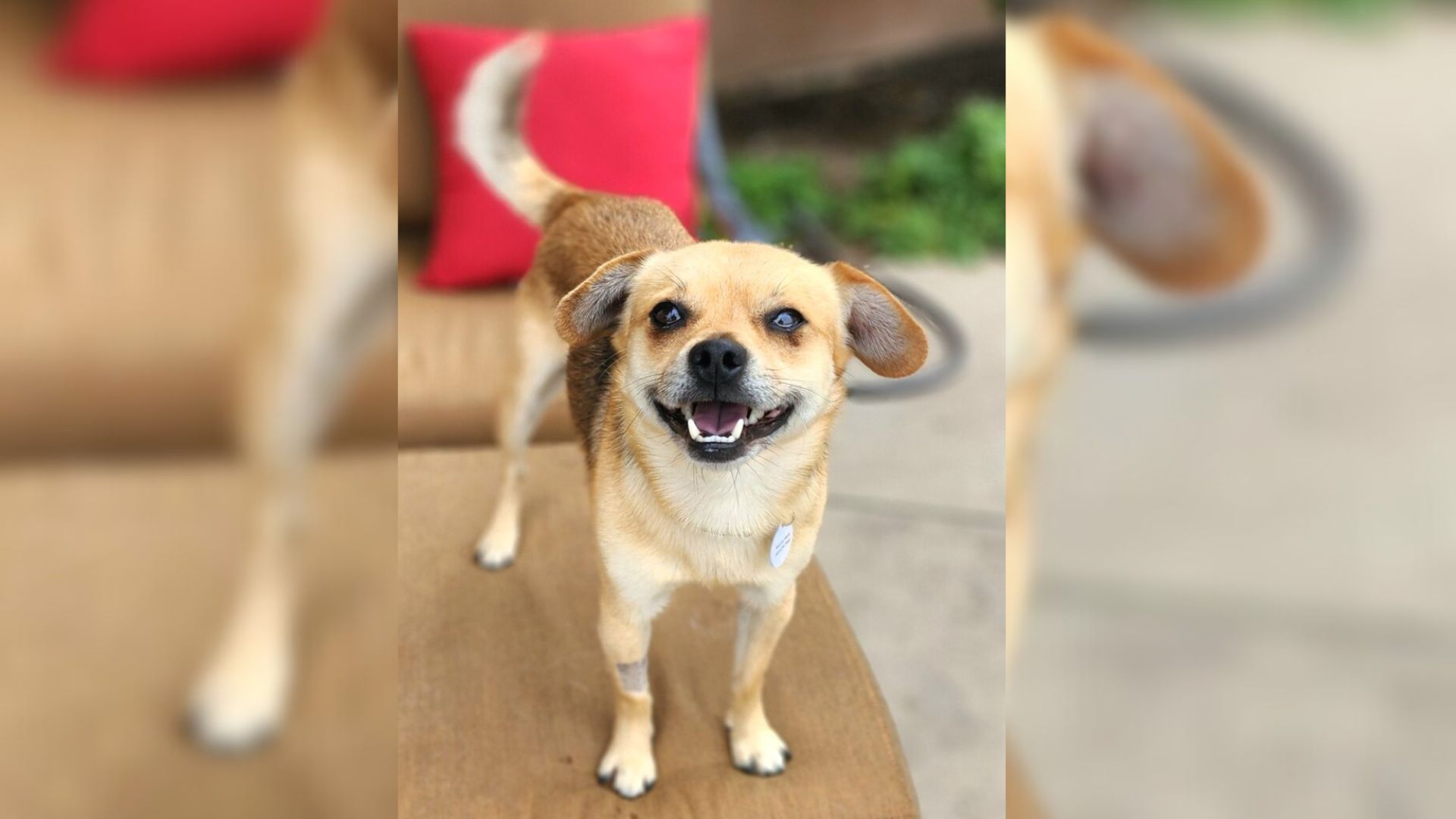 This Tiny Dog Was Surrendered To A Shelter After His Owner Got Evicted From The Home