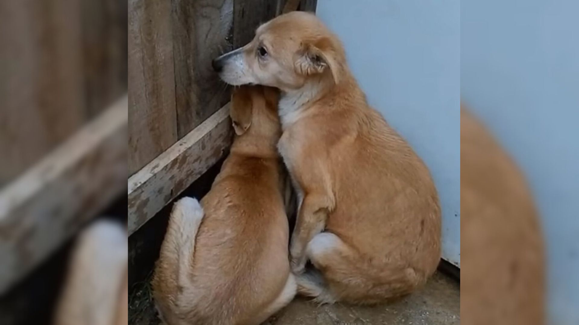 Twin Dogs Were Traumatized In A Horrible Shelter Until A Big-Hearted Rescuer Saved Them