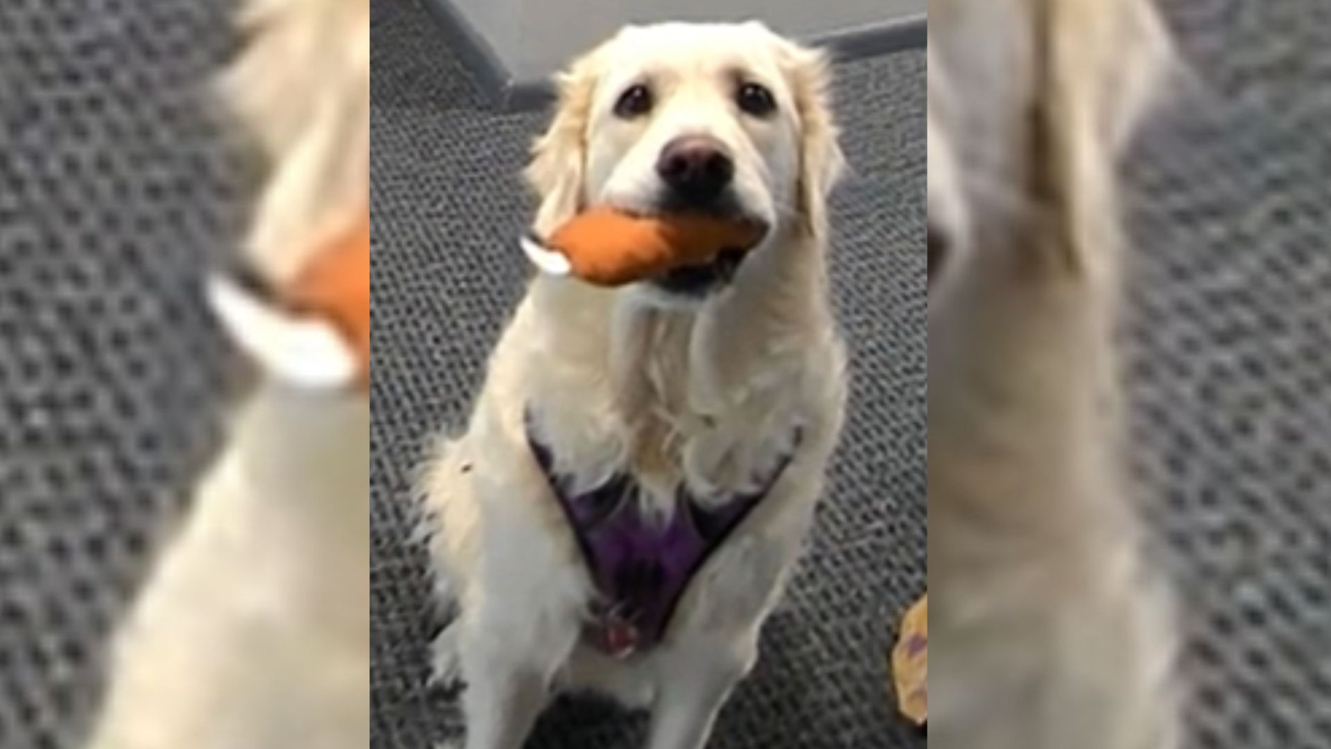 Video Showing A Golden Retriever Patiently Waiting For A Door To Be Opened Went Viral