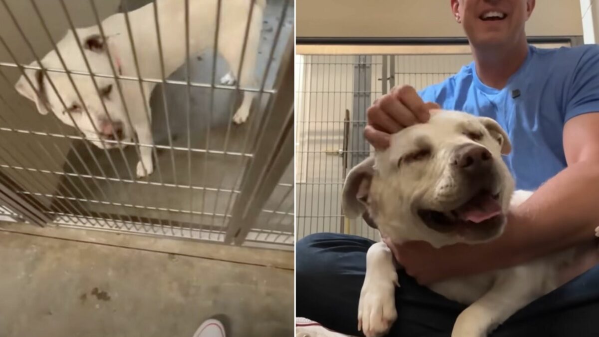 Watch How This Blind Deaf Dog Reacts When She Realizes Somebody Came To ...