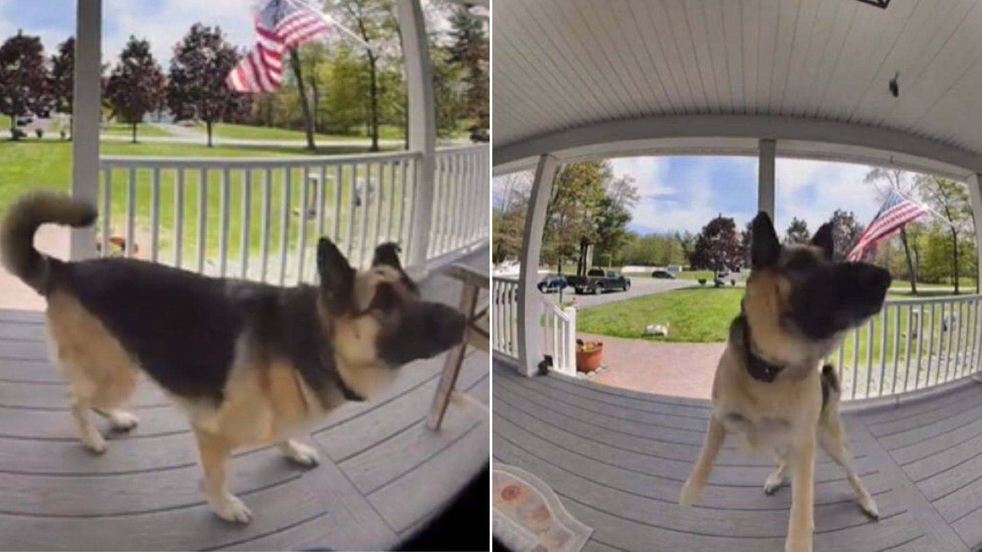 Witness How This Sweet German Shepherd ‘Protected’ His Family From An Unusual Intruder