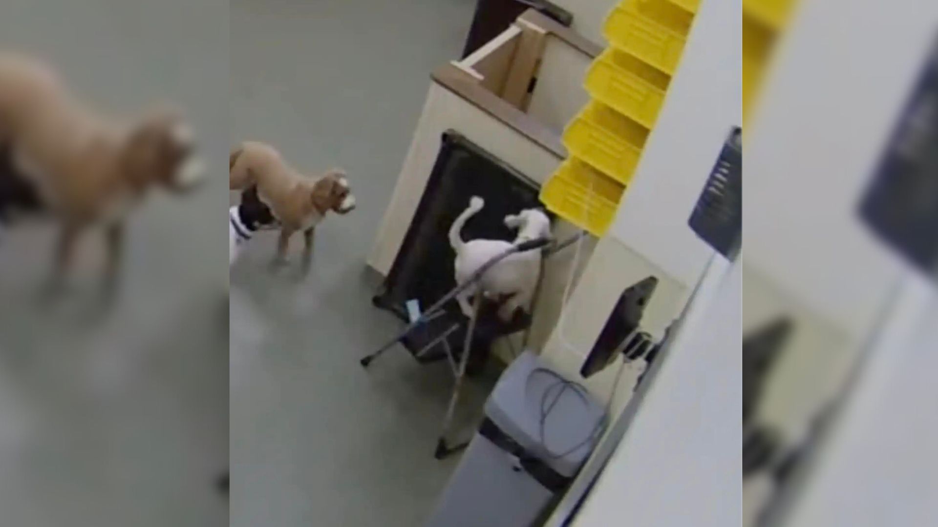 This Pup’s Genius Plan To Escape The Doggy Daycare Will Make Your Day