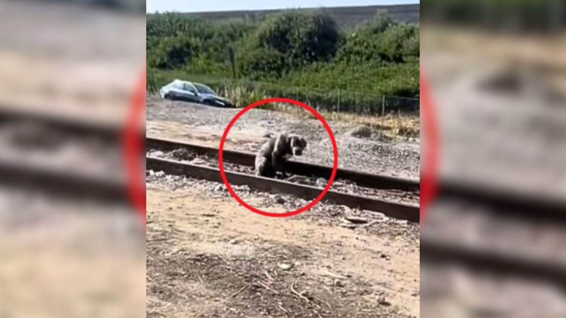 Woman Discovers A Scared Pit Bull Wandering Near Train Tracks And Decides To Help