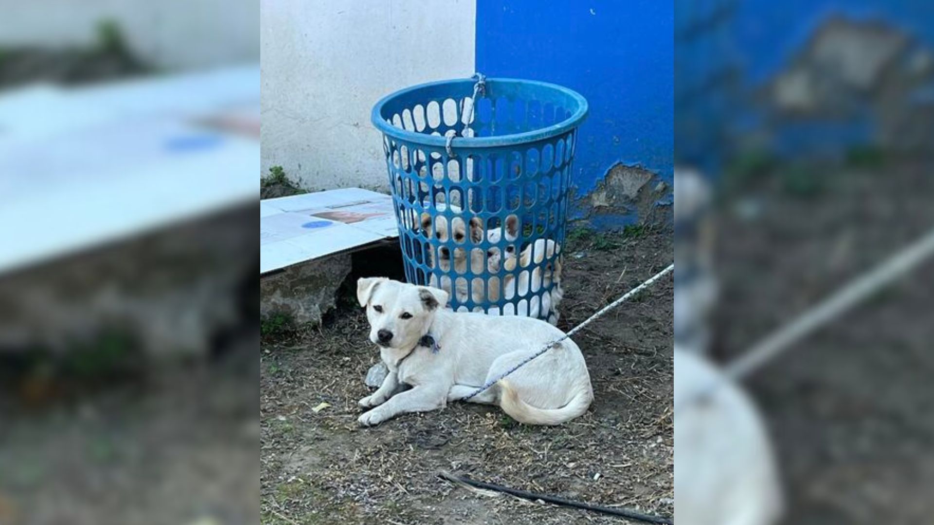 Mujer con el corazón roto al encontrar a una pequeña familia de perros atados y abandonados en una canasta de plástico