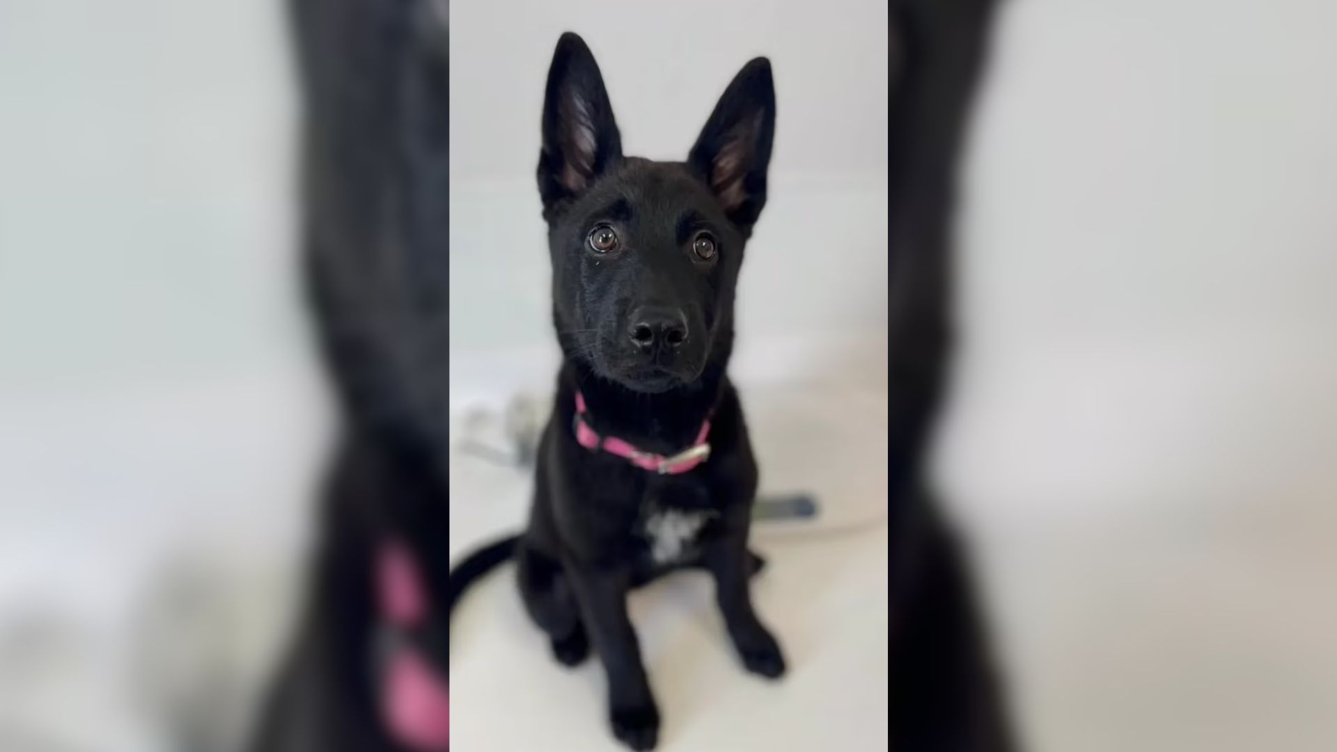You Will Be Shaken To The Core After Watching This Abandoned German Shepherd Run After Her Owner’s Car
