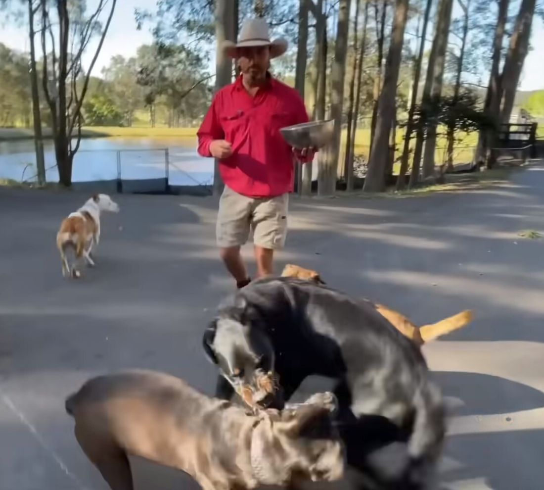 a man feeding dogs