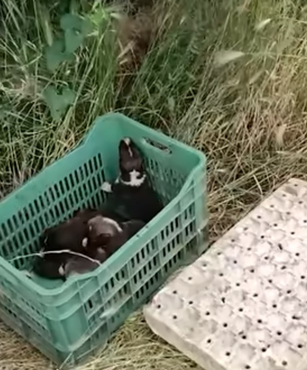 abandoned puppies left in basket