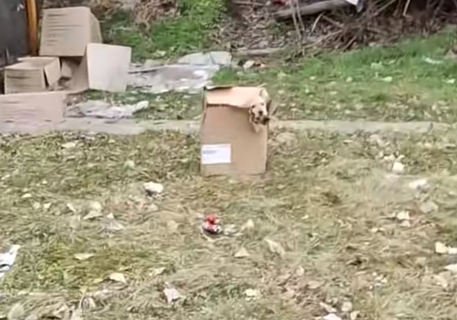 abandoned puppy in a box