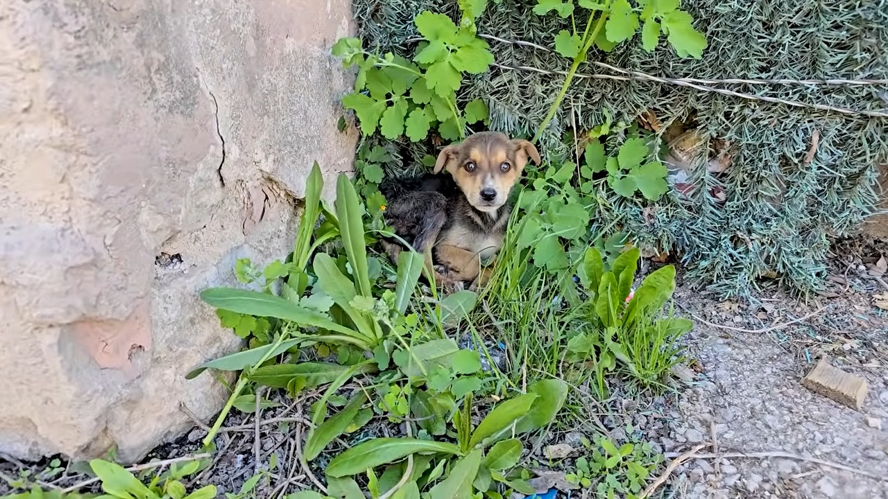 abandoned puppy in grass