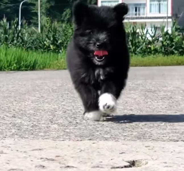 adorable black pup
