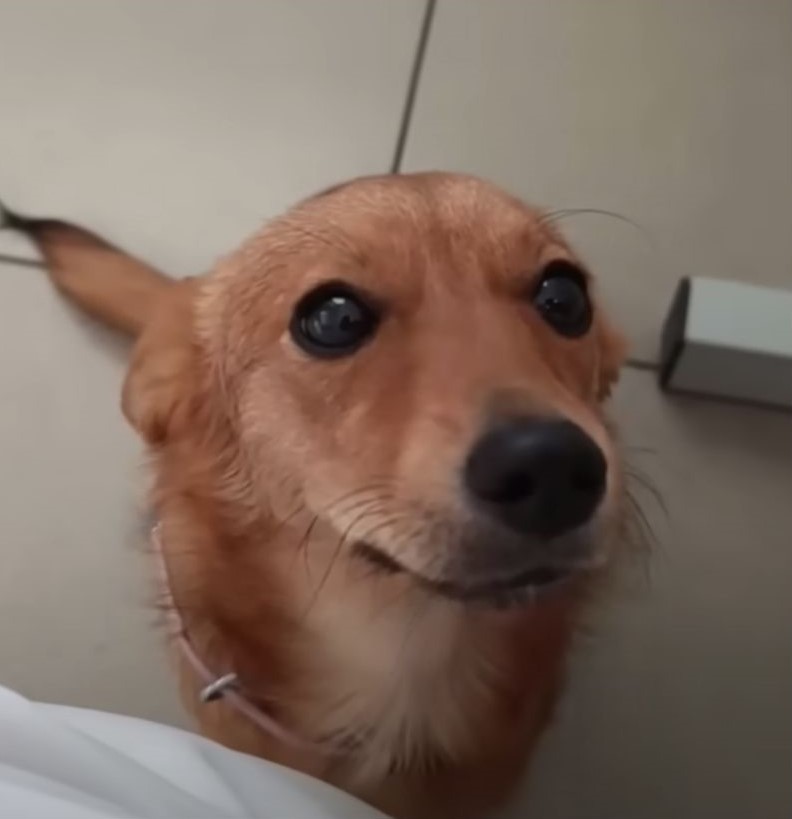 adorable brown dog