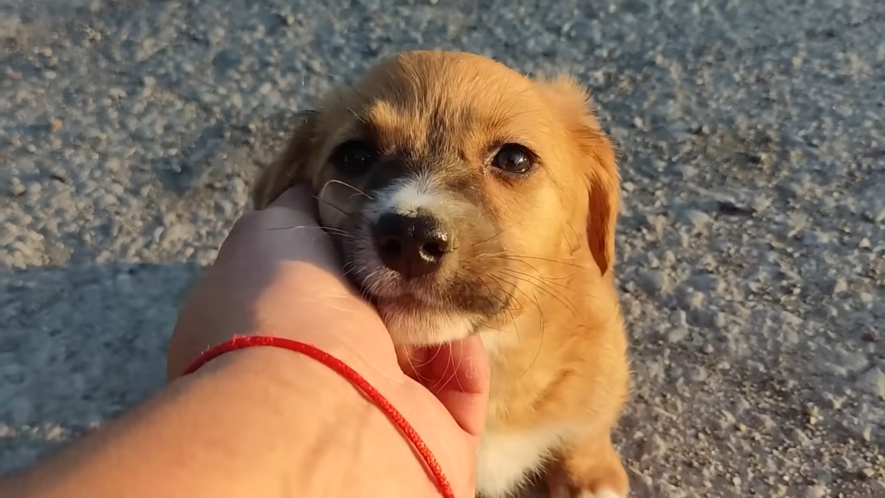 adorable brown puppy