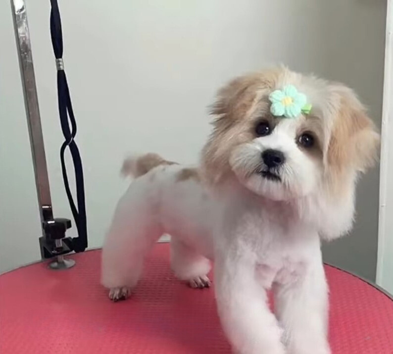 adorable dog with flower