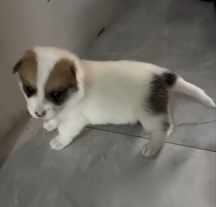 adorable puppy on the floor