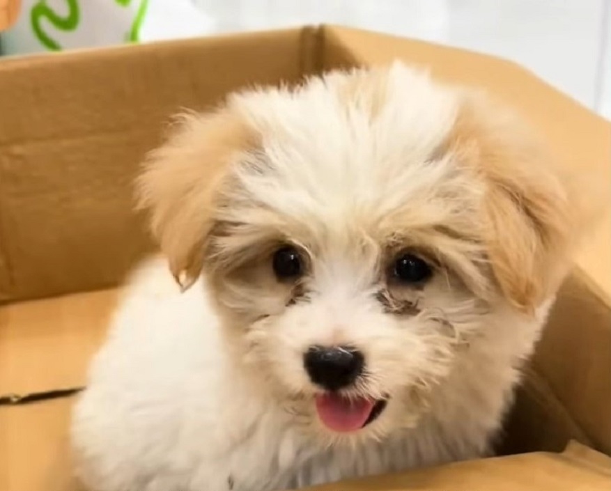 adorable white puppy in a box