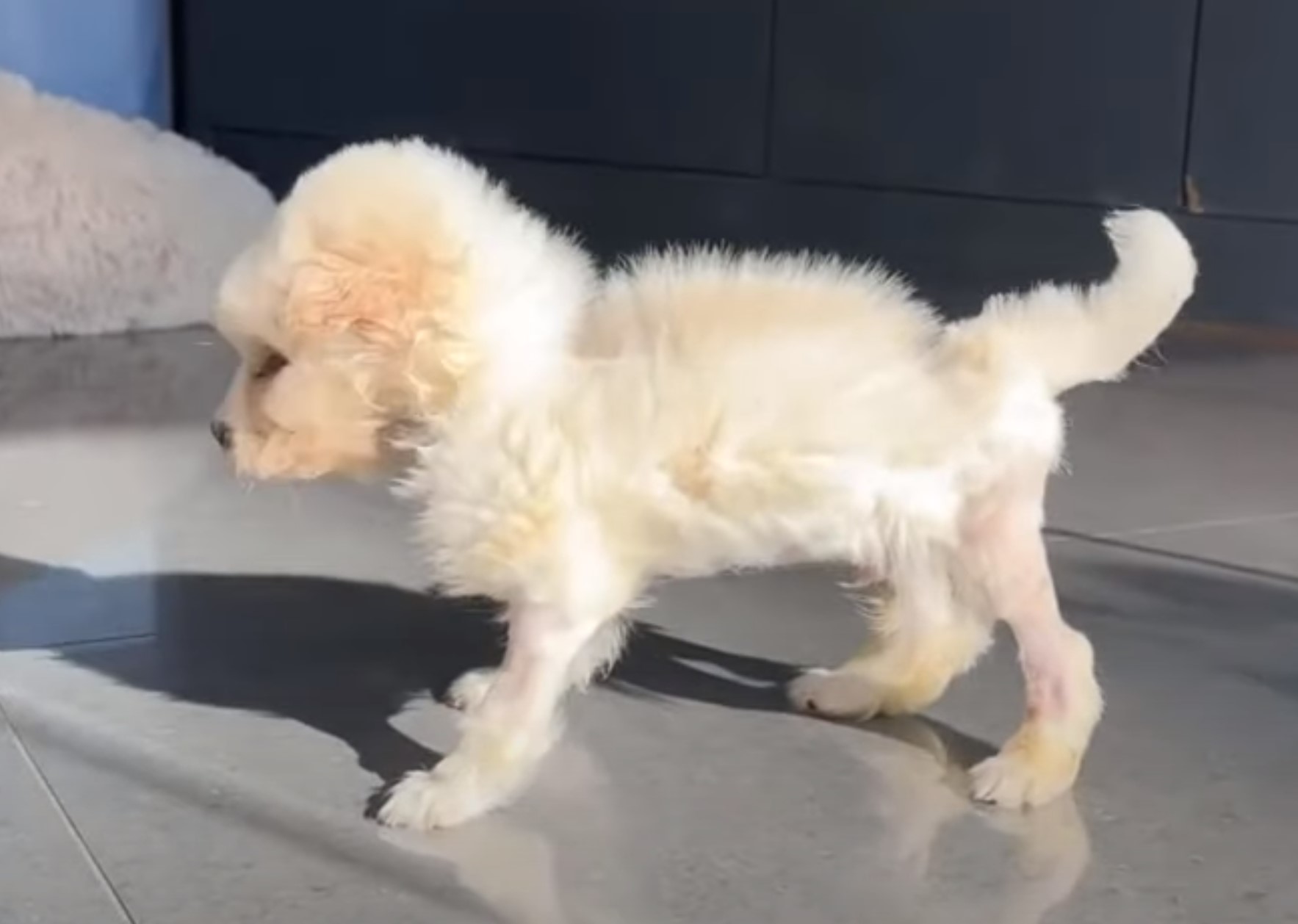 adorable white puppy
