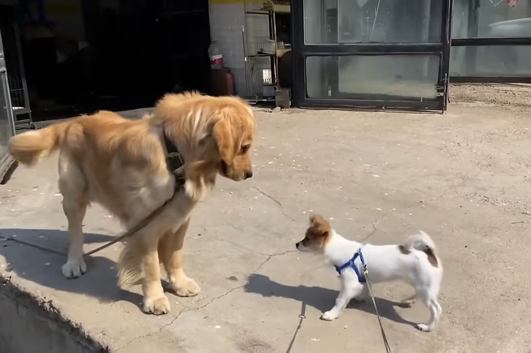 big and small dog