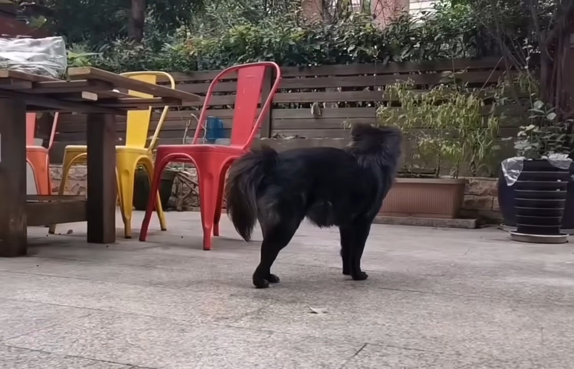 black dog in backyard