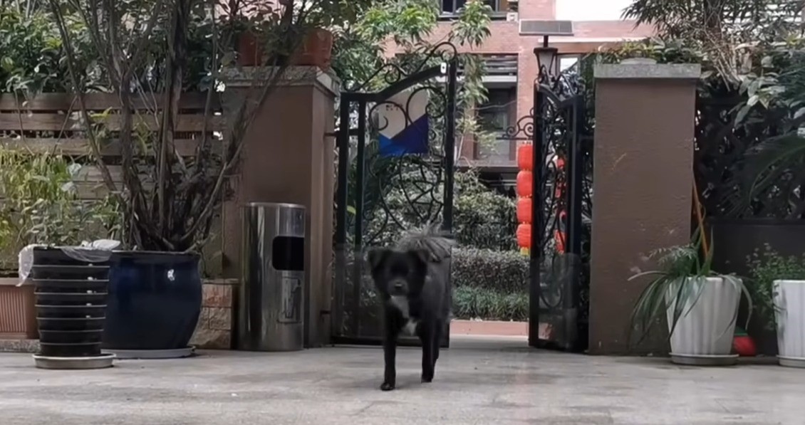 black dog walking