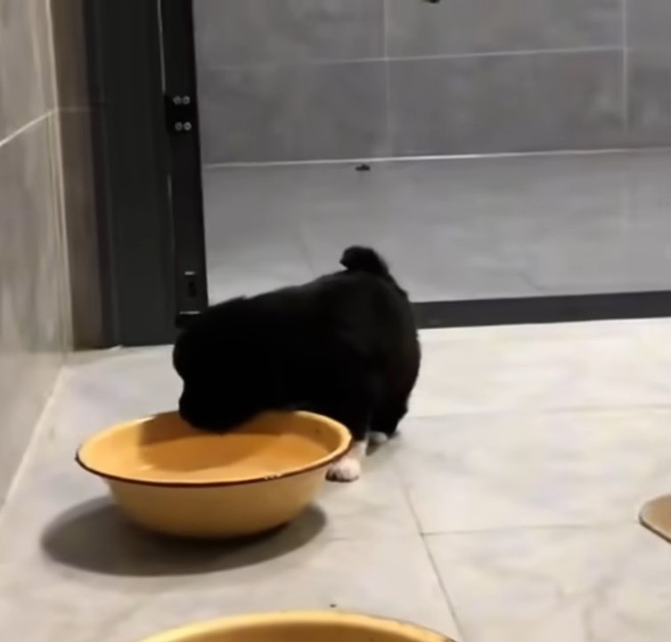 black puppy drinking water