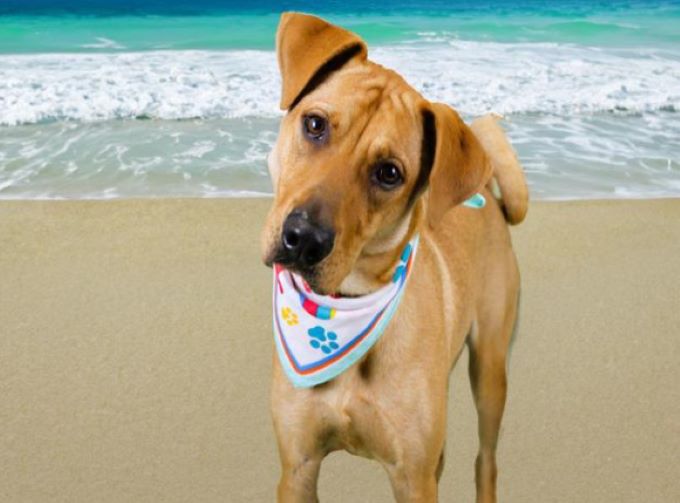 brown dog on a beach