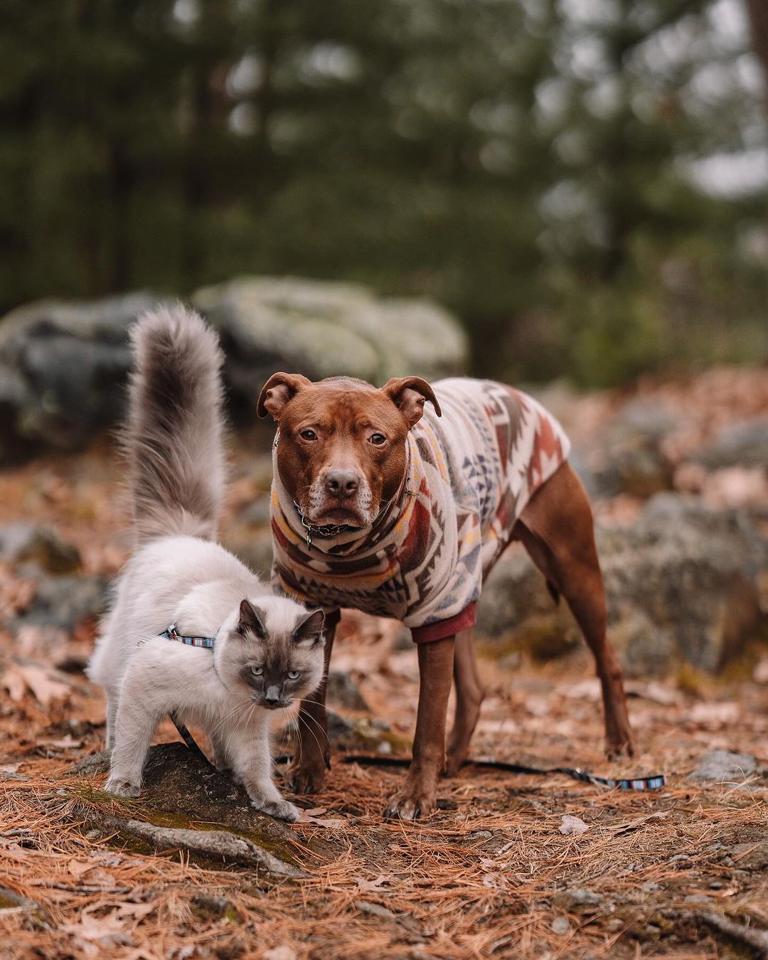 cat and dog in the nature