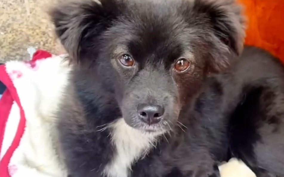 cute black dog with cute eyes