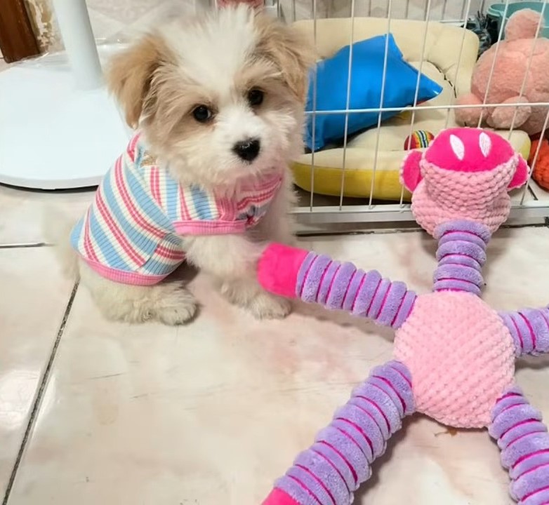 cute dog and its toy