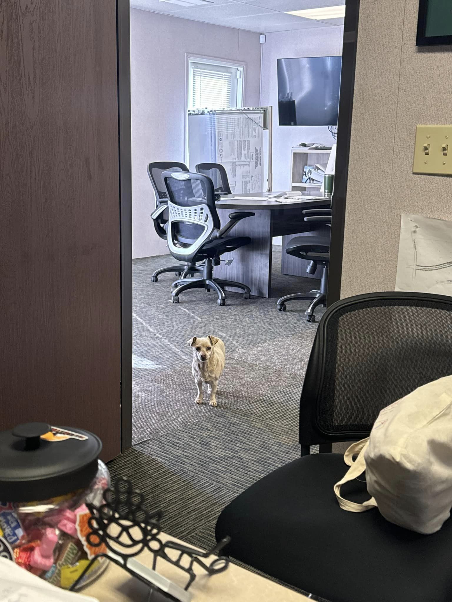 cute dog standing in hall