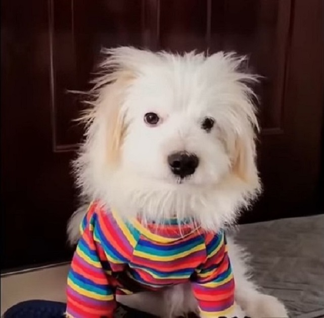 cute dog with cute shirt
