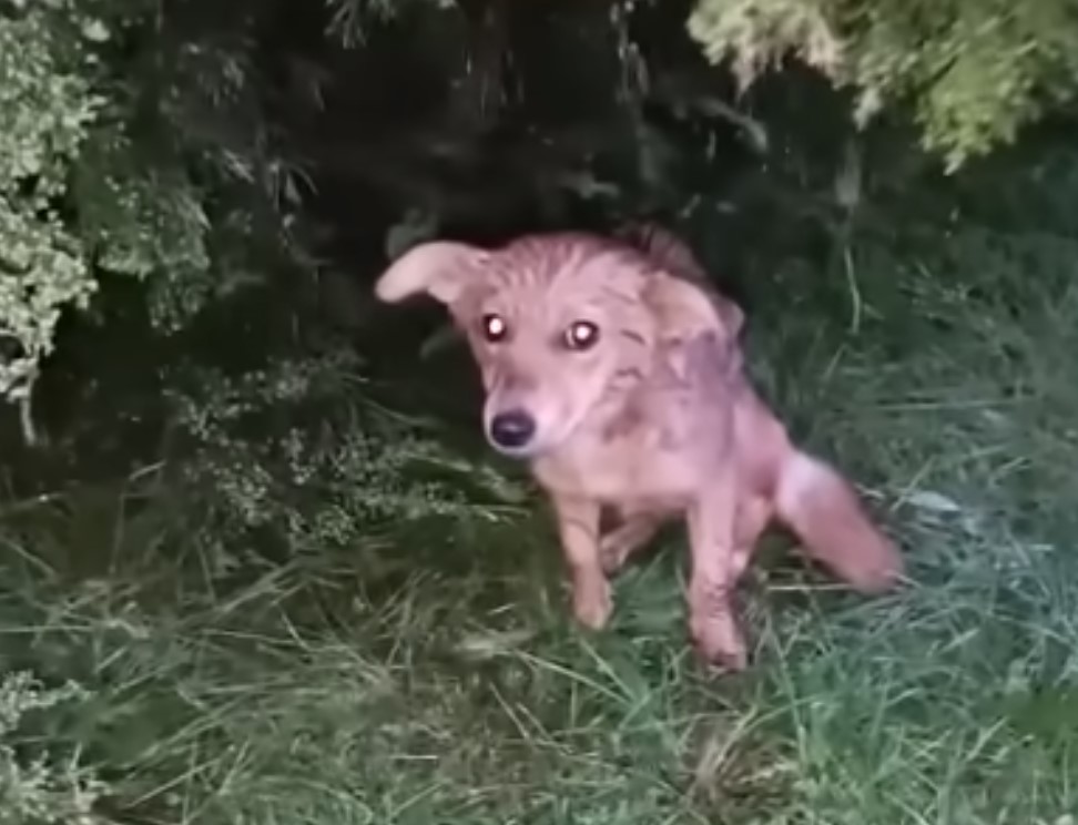 cute nervous dog