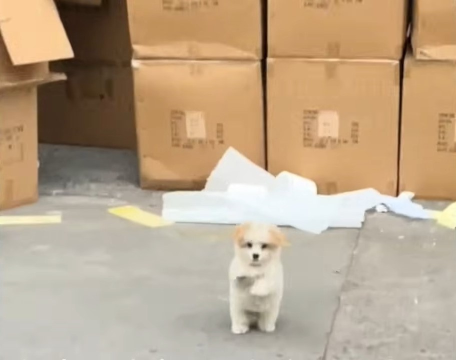cute puppy standing near cardboards