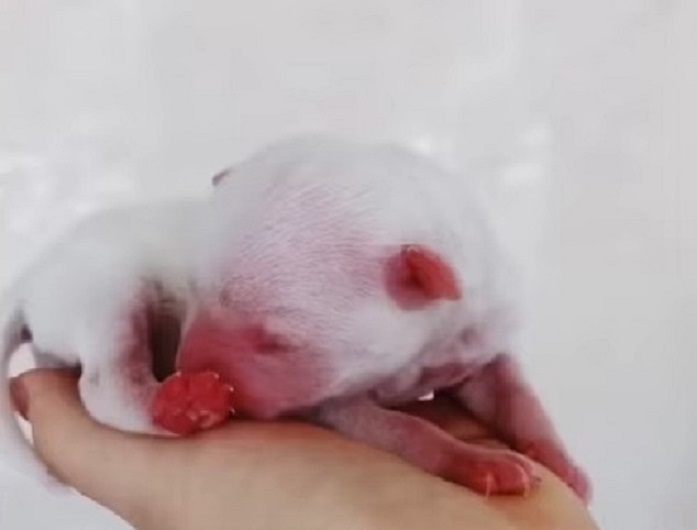 cute white newborn dog
