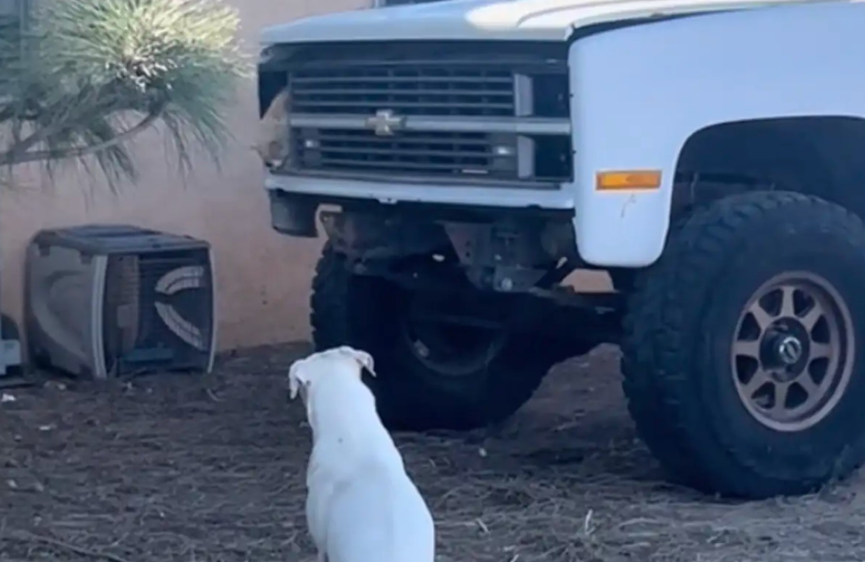 deaf dog looking at the truck