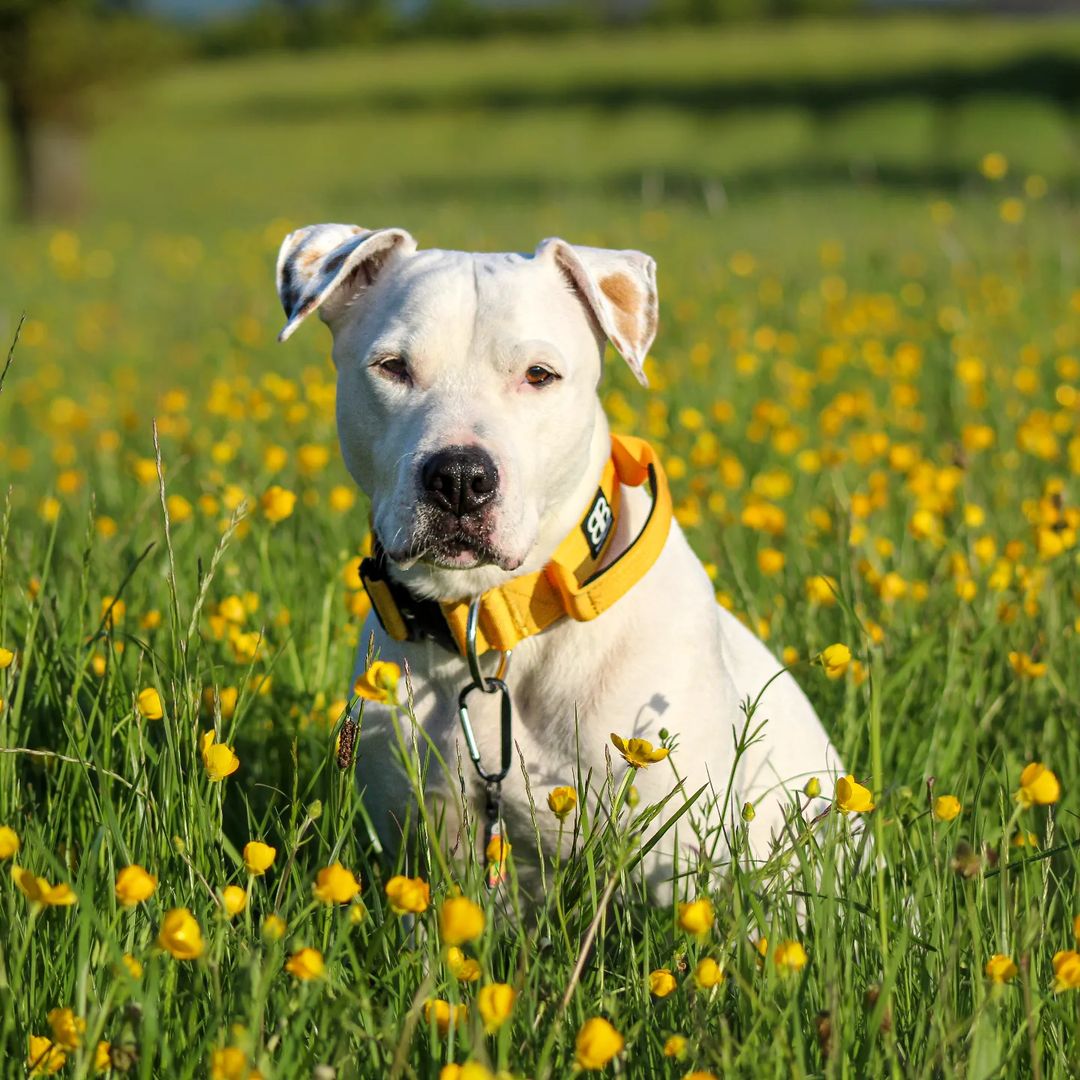 dog amongst yellow flowers