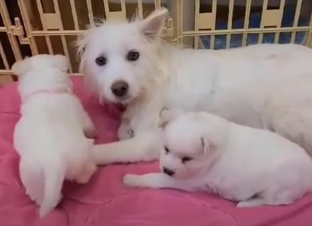 dog and puppies lying