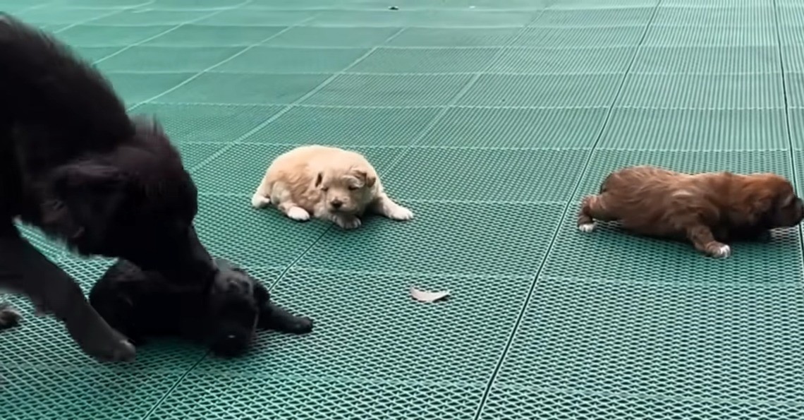 dog and three puppies