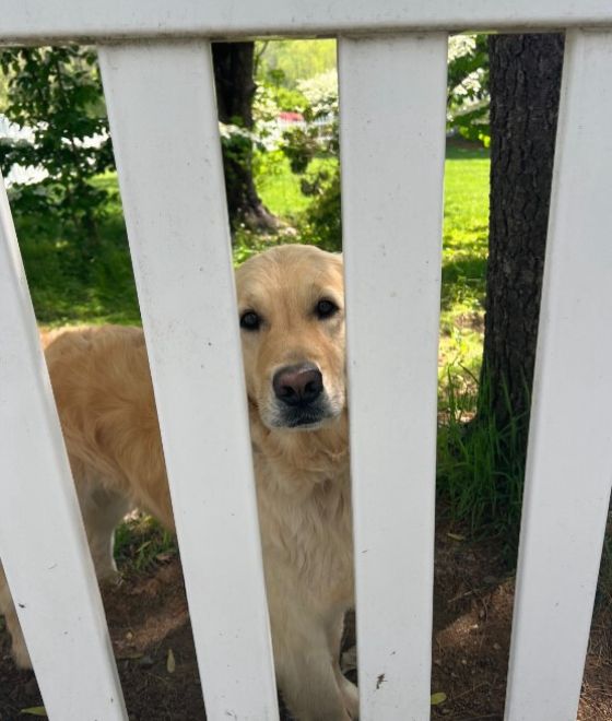dog behind the fence