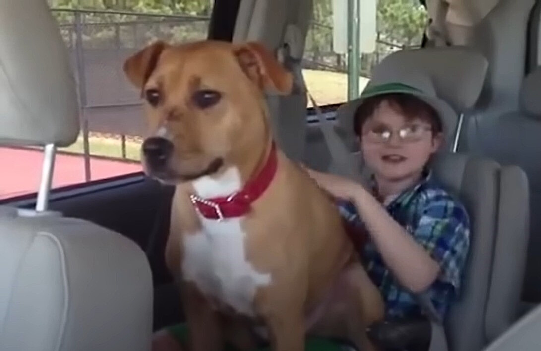 dog driving in car with boy