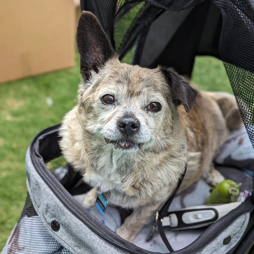 dog in a stroller