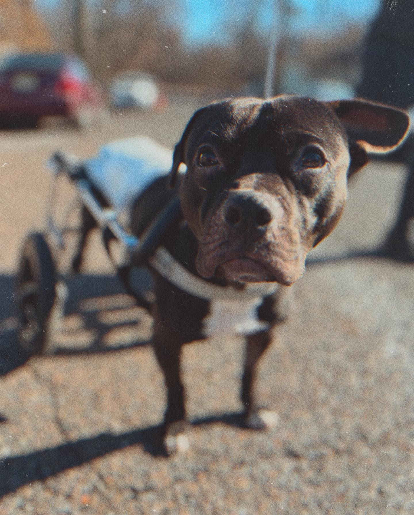 dog in a wheelchair