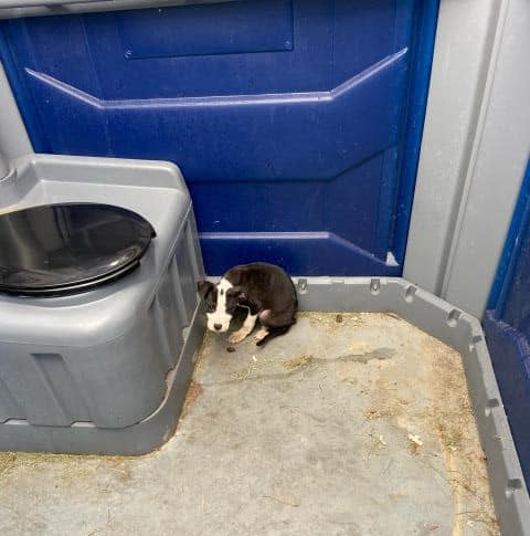 dog in an outdoor toilet