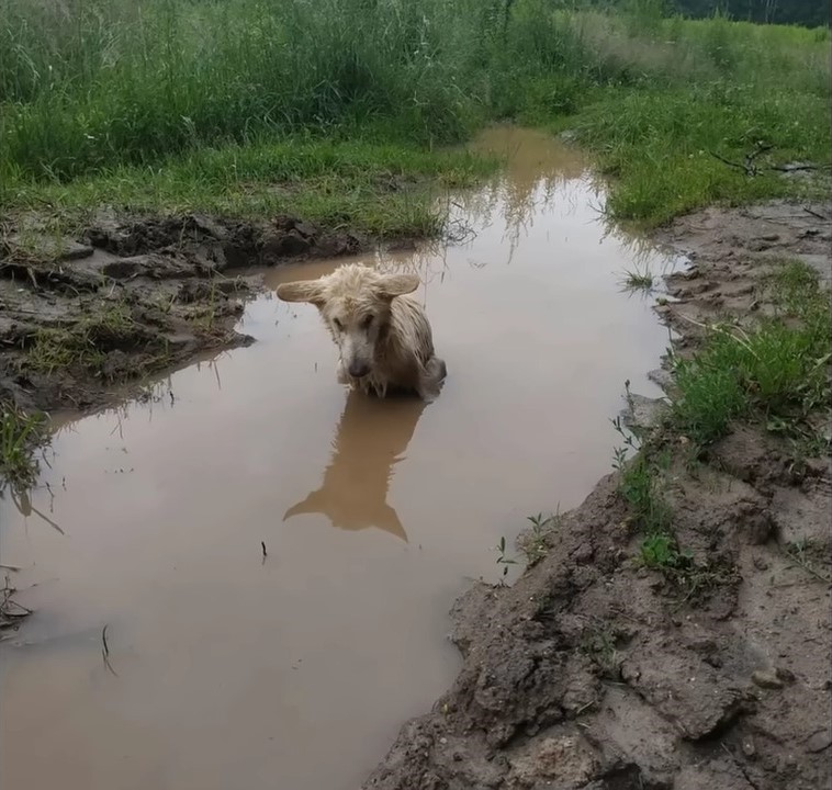 dog in deep mud