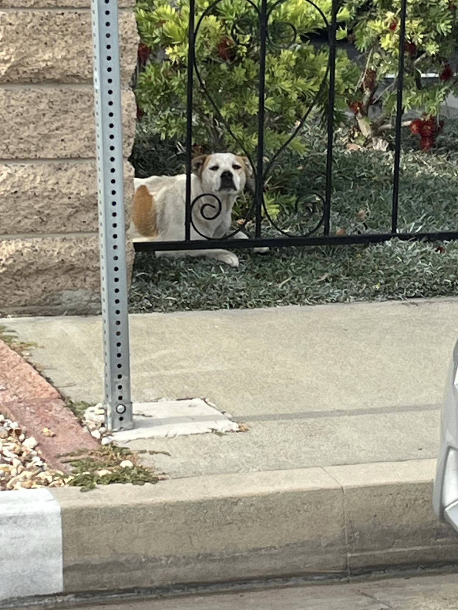 dog laying behind fence