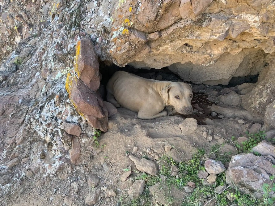 dog laying in cave