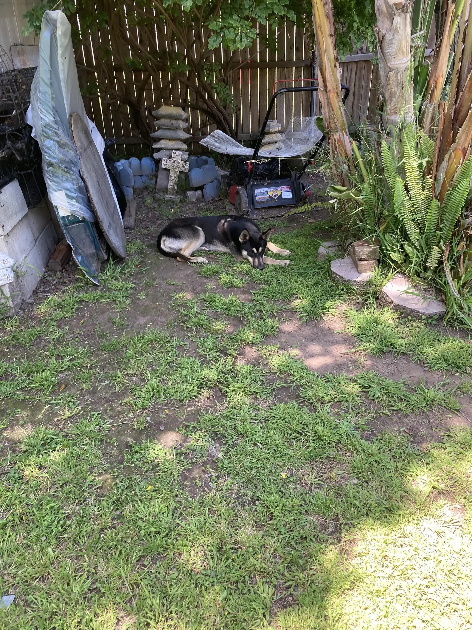 dog laying in the yard